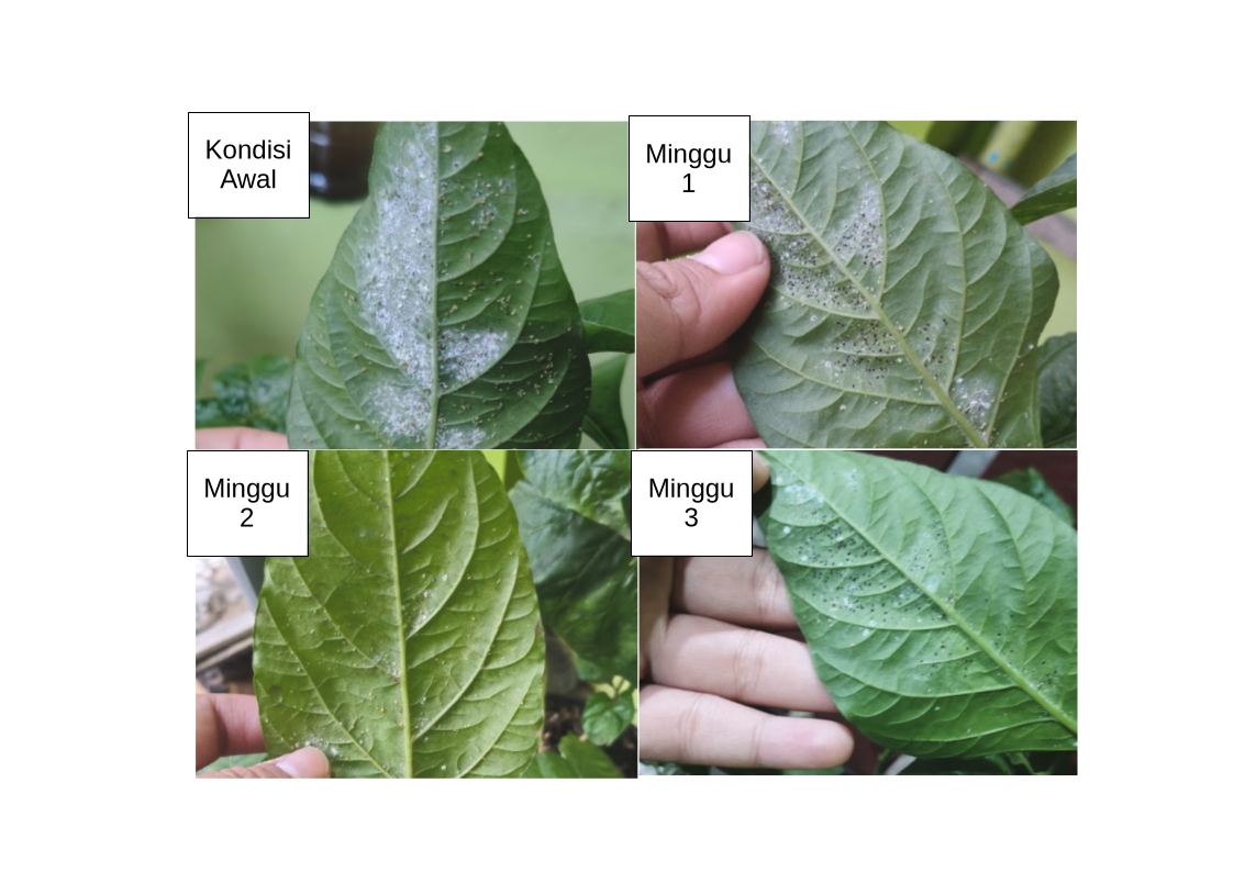 Solusi Pertanian Modern: Inovasi Penyemprot Otomatis dan Formula Alami di Kebun Melon Balikpapan